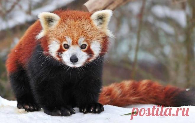 10 самых красивых животных в мире