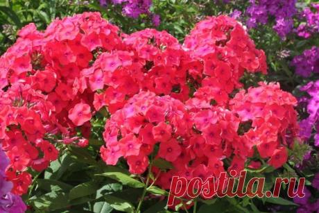 Флоксы - посадка и уход. Виды и фото флоксов