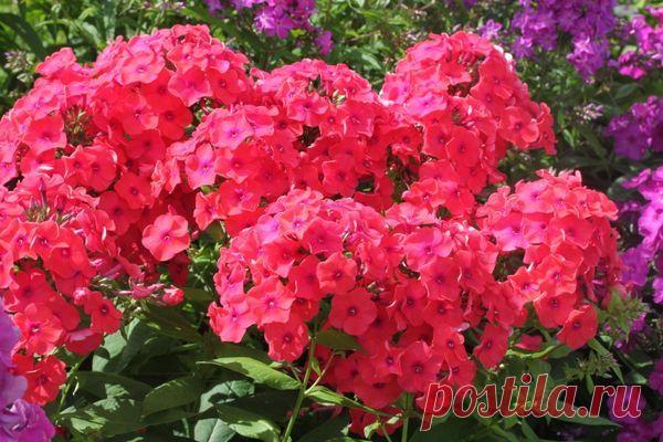 Флоксы - посадка и уход. Виды и фото флоксов