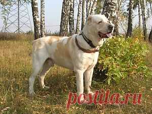 Собаки крупных пород. Алабай.