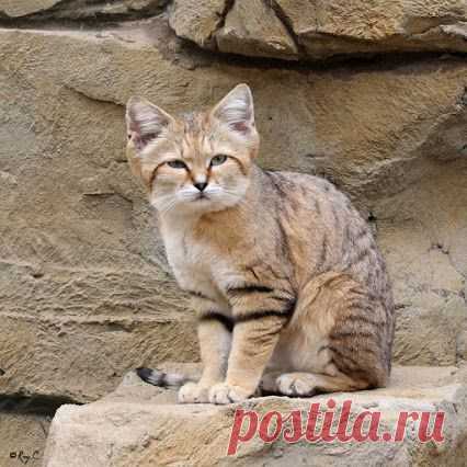 Барханный или песчаный кот --- самый маленький представитель диких кошек . Длина его тела 65 - 90 см ( хвост 40% ) . Вес взрослой особи 2 - 3,5 кг ...Кошки ведут ночной образ жизни , днем скрываются от жары в норах .Охотятся на мелких грызунов и даже ядовитых змей . ﻿