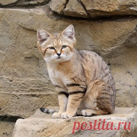 Барханный или песчаный кот --- самый маленький представитель диких кошек . Длина его тела 65 - 90 см ( хвост 40% ) . Вес взрослой особи 2 - 3,5 кг ...Кошки ведут ночной образ жизни , днем скрываются от жары в норах .Охотятся на мелких грызунов и даже ядовитых змей . ﻿