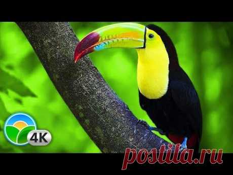Breathtaking Colors of Nature in 4K III 🐦Beautiful Nature - Sleep Relax Music 4K UHD TV Screensaver