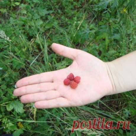 Почему мельчают ягоды малины
