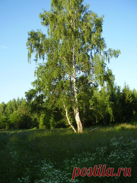 Одинокая