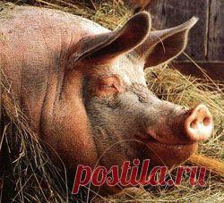 И добро и зло способны приносить пользу, когда действуют во имя справедливости. Но, если ею не руководствоваться в своих поступках, то даже самые добрые намерения могут обернуться многими бедами и неприятностям. О такой слепой и глупой доброте и расскажет вам моя поучительная басня в стихах.