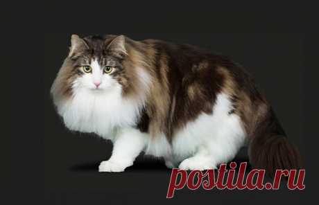Norwegian Forest Cat - The Cat Fanciers' Association