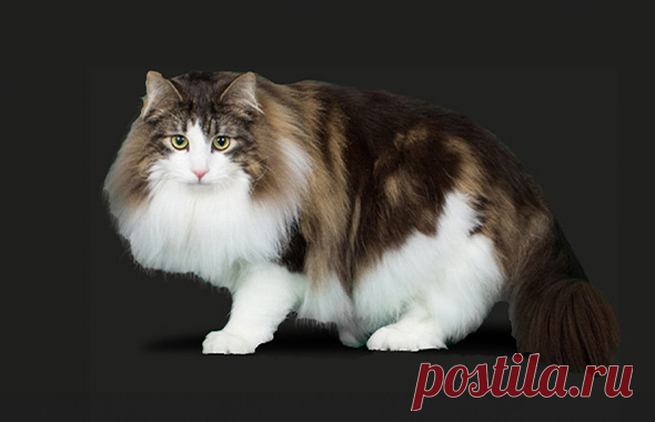 Norwegian Forest Cat - The Cat Fanciers' Association