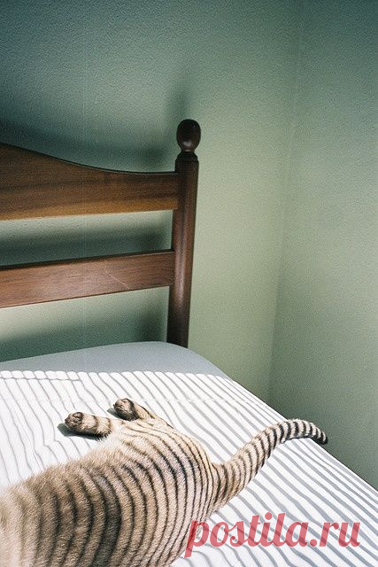 Ryoko Honda приколол(а) это к доске Lovely♡Nyamo