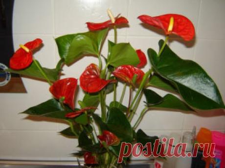 (89) Одноклассники