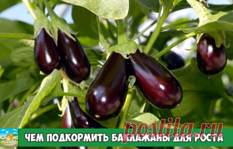 Чем подкормить баклажаны для роста

Баклажан известен многим садоводам как капризная и теплолюбивая культура, требующая питательного лёгкого грунта. В противном случае плоды плохо растут, листья сохнут. Поэтому важно знать особенности подкормок, которые позволяют наладить рост баклажанов во многих случаях.

Каких веществ не хватает баклажанам при плохом росте
Если условия выращивания баклажанов (в том числе температура воздуха и почвы) не соответствуют необходимым, то лист...