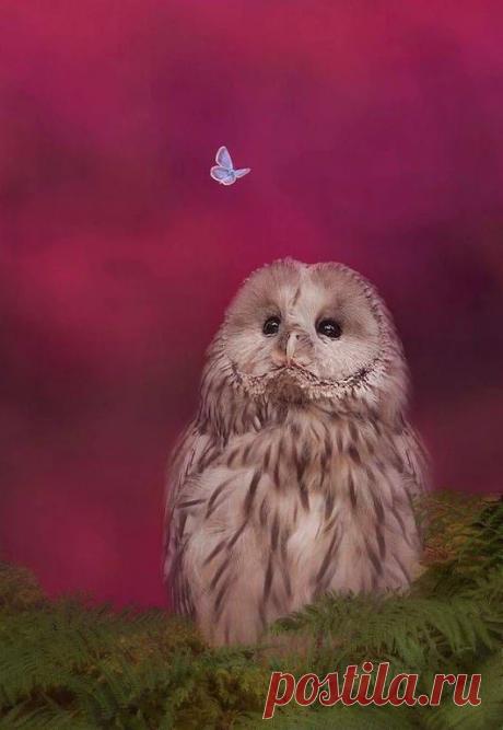 Совушки/Owls – Google+