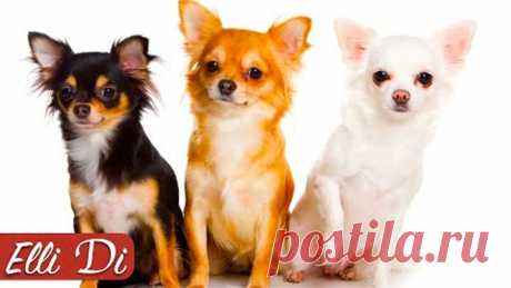 ЧИХУАХУА - ТОП 10 ИНТЕРЕСНЫХ ФАКТОВ | ПОРОДЫ СОБАК | Elli Di Собаки