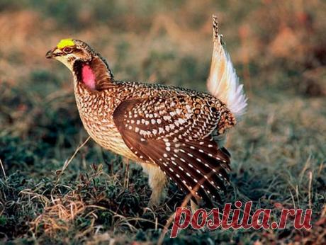 К чему снится Куропатка | Астрору