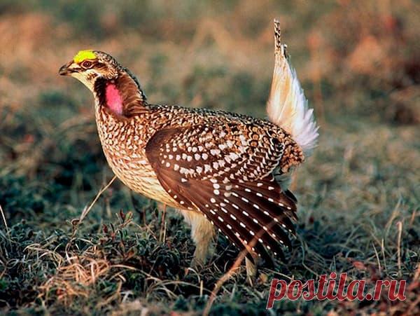 К чему снится Куропатка | Астрору