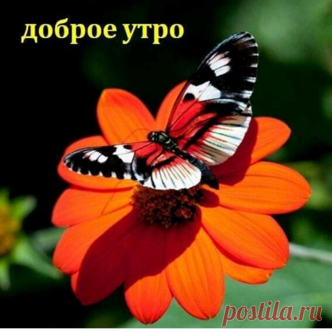 (44) Зина Таирова