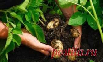 ОВОЩНЫЕ СЕКРЕТЫ ДАЧНИКОВ. ОГУРЦЫ, ЛУК, КАРТОШКА И ДРУГИЕ КУЛЬТУРЫ.
5 способов продлить жизнь огурцов
Для того чтобы огуречные плети дольше жили и плодоносили, нужно проделать 5 важных манипуляций.
1) Подсыпать к корням свежую землю пополам с перегноем. Делают это, как только растение начнет матереть. В результате станут образовываться дополнительные корешки.
2) Опрыснуть раствором удобрений. Лучше всего мочевиной (1 ст. ложка на 10 л воды) или раствором микроэлементов (1 таблетка на 10 л во