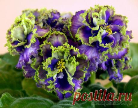 Крупная рюшистая фиалка Водяной