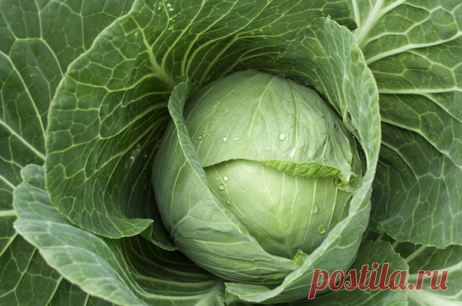 Боль в суставах больше не беспокоит! Бабушкин метод из подручных продуктов работает всегда. — sovets-online.ru
