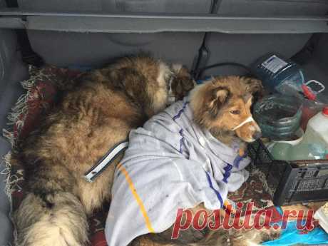 Пёс двое суток не отходил от покалеченной подруги на железнодорожном пути