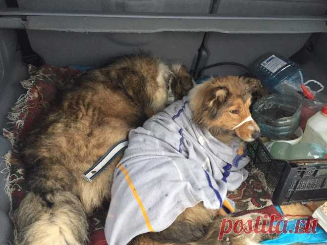 Пёс двое суток не отходил от покалеченной подруги на железнодорожном пути