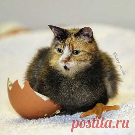 And who is this hatched for us here? ☺️
Chicken for @andreajep84🐣
.
.
#кот #котик #коты #cat #cats #catsofinstagram #catsagram #strange  #Photoshop #meme #memes #catmeme #funnycats #humor #юмор #lol #cats_of_instagram #catsofworld #catlover #мем #птенец #littlebird #bird #chicken #chickens #bird #egg #猫
.
.
You can buy a mix with your cat - DM
And you can find me on Patreon!