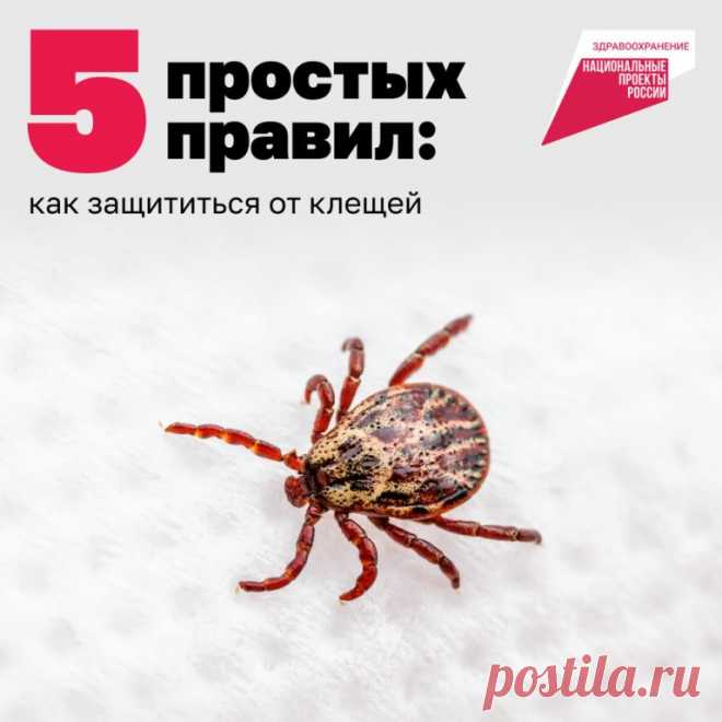 Внимание: сезон клещей начался!

Важно:

— клещи могут обитать практически везде, где есть растения и животные;
— не все они переносят инфекции, но лучше не рисковать.

В карточках — правила, которые помогут защититься от клещей на природе. Листайте!

А если вы всё же заметили впившегося клеща, обязательно обратитесь в ближайший фельдшерско-акушерский пункт — их открывают по всей стране благодаря нацпроекту «Здравоохранение».

#нацпроекты #нацпроектздравоохранение #здоровь...