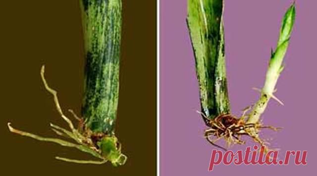 Размножение сансевиерии: виды, особенности, инструкция с фото и уход за цветком