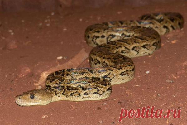 Змеи тоже могут охотиться вместе | Все умницы