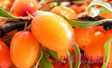 Лучшие сорта облепихи » Сад для всей семьи - практическое садоводство