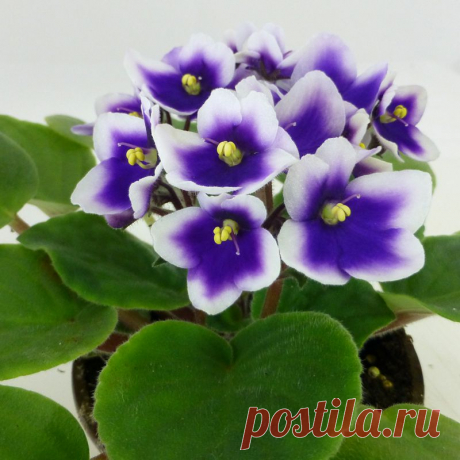 OPTIMARA Bi-Color Blue &amp; Lilac Varieties