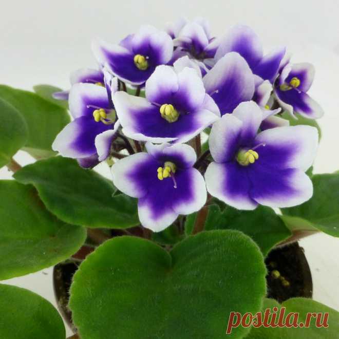 OPTIMARA Bi-Color Blue & Lilac Varieties