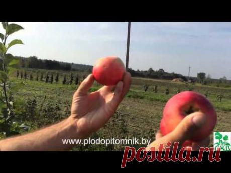 Яблоня Штрифель: описание и характеристика сорта