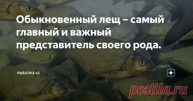 Обыкновенный лещ – самый главный и важный представитель своего рода. Обыкновенный лещ – самый главный и важный представитель своего рода, к которому принадлежат также сырть, клепец, синец и густера. Все эти рыбы отличаются более или менее сжатым телом, очень высоким и вместе узким спинным плавником, чрезвычайно длинным заднепроходным и тем, что верхняя лопасть хвостового плавника приметно короче нижней. Кроме того, у всех лещей от затылка до спинного плавника