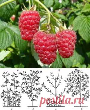 Малина. Двухразовая обрезка и раздельный способ выращивания. | Секреты урожая. Сайт Любови Ослонщиковой.