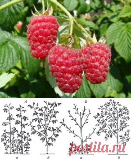 Малина. Двухразовая обрезка и раздельный способ выращивания. | Секреты урожая. Сайт Любови Ослонщиковой.