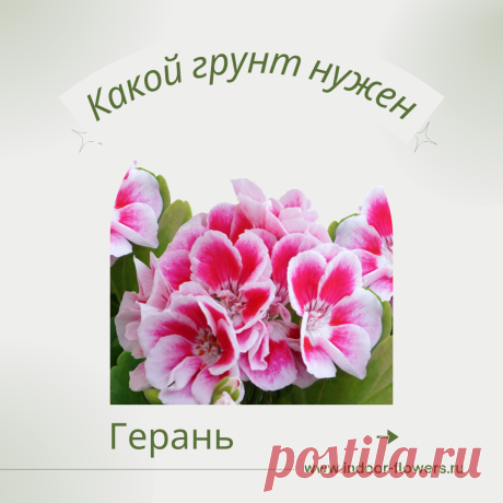 Герань. Какой грунт нужен? Интересуетесь Герань. Какой грунт нужен? ? Узнайте о разнообразных представителях этого вида, их уникальных особенностях и преимуществах. Получите полезные советы по уходу за Герань. Какой грунт нужен? в домашних условиях, включая требования к освещению, поливу, температуре и влажности.