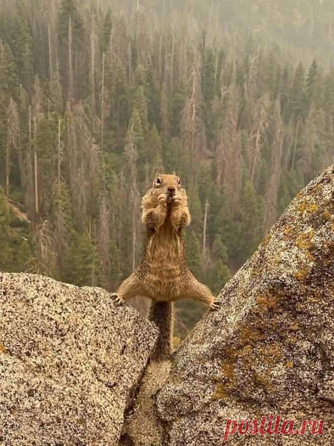 Pin by Suchette L. on Z23. Écureuils | Silly animals, Cute little animals, Cute animals