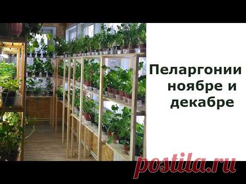 Уход за пеларгонией в ноябре и декабре