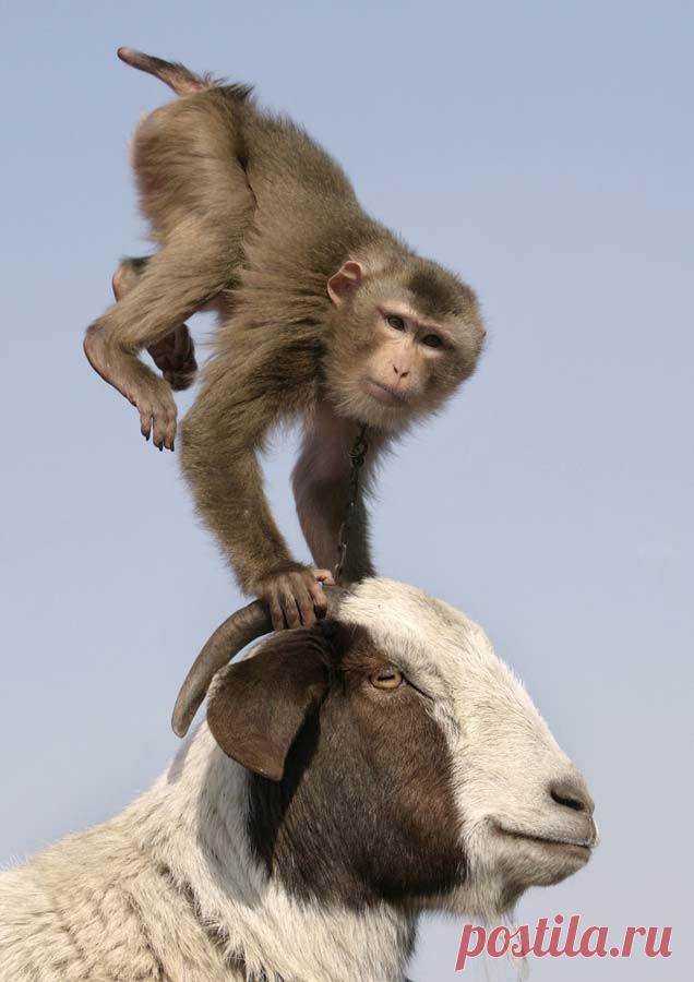 Самые странные парочки животных • НОВОСТИ В ФОТОГРАФИЯХ