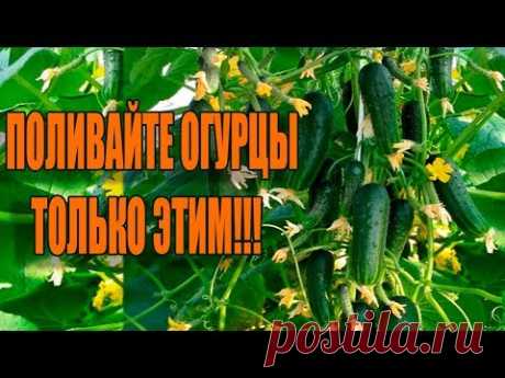 В 10 РАЗ БОЛЬШЕ ОГУРЦОВ ТОЛЬКО С ЭТИМИ ПОДКОРМКАМИ!!!