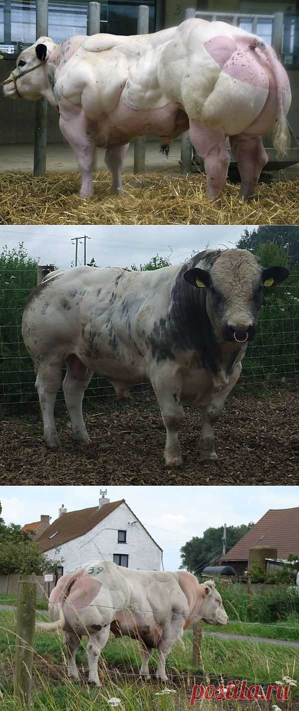 «Накаченные» быки родом из Бельгии.