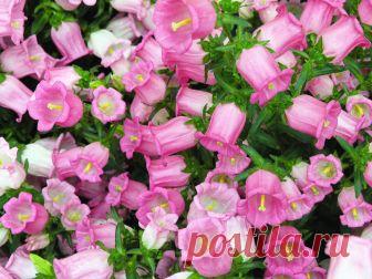 Колокольчик средний - особенности выращивания в саду В этой статье поговори о том, как выращивать колокольчик средний на садовом участке. Особенности растения, виды, самые популярные сорта, агротехника.