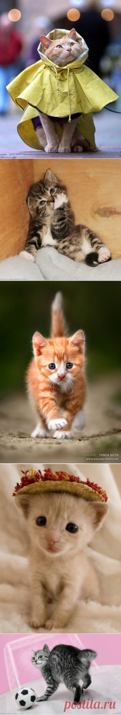 Коты-знаменитости