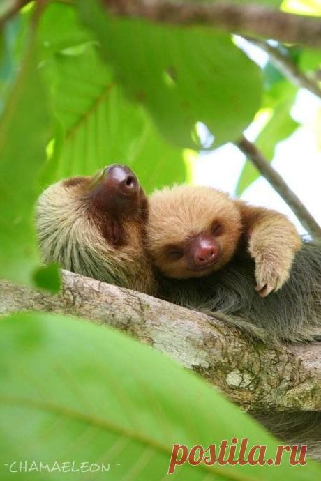 Фауна | Фотографии ~CHAMAELEON ~ | 2285 фото