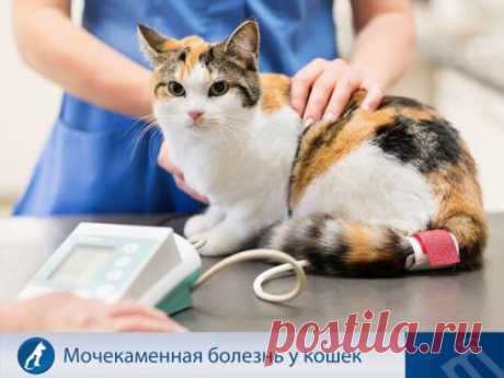 Сегодня мочекаменная болезнь (МКБ) у кошек занимает одно из первых мест по частоте обращений в ветеринарные клиники. Как же уберечь своего мурлыку от этой болезни?
 
 Основа профилактики МКБ у котов – это сбалансированный рацион и предотвращение ожирения. 
 Нужно также избегать жёсткой питьевой воды. 
 Рацион питомца обогащают витаминами и используют корма с пометкой «для профилактики мочекаменного заболевания». 
Если же питомец всё-таки заболел МКБ, ветеринары рекомендуют перевести его н