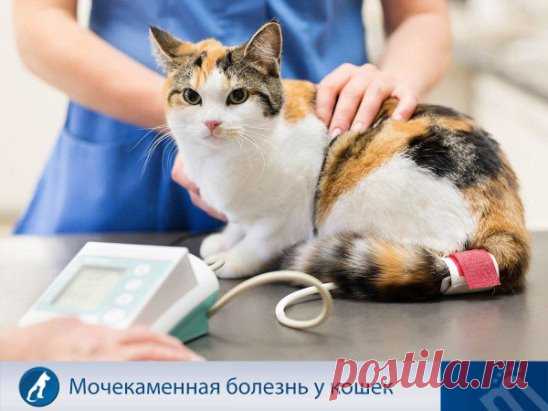 Сегодня мочекаменная болезнь (МКБ) у кошек занимает одно из первых мест по частоте обращений в ветеринарные клиники. Как же уберечь своего мурлыку от этой болезни?
 
 Основа профилактики МКБ у котов – это сбалансированный рацион и предотвращение ожирения. 
 Нужно также избегать жёсткой питьевой воды. 
 Рацион питомца обогащают витаминами и используют корма с пометкой «для профилактики мочекаменного заболевания». 
Если же питомец всё-таки заболел МКБ, ветеринары рекомендуют перевести его н