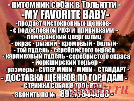 Наш питомник официально зарегистрирован в системе РКФ (Российская Кинологическая Федерация) и FCI (Международная Кинологическая Федерация). Мы профессионально занимаемся племенной работой и разведением собачек ..............декоративных пород . ПРОДАЖА ЩЕНКОВ В ТОЛЬЯТТИ 🌴🌴ЙОРКШИРСКИЙ ТЕРЬЕР . РАЗМЕРЫ ЩЕНКОВ - СУПЕР МИНИ .- МИНИ .- МЕЛКИЙ СТАНДАРТ .- СТАНДАРТ . -.🌴🌴.........ТОЙ ПУДЕЛЬ И КАРЛИКОВЫЙ ПУДЕЛЬ . СЕРЕБРИСТОГО ОКРАССА . 🌴🌴......ЦВЕРГ ШПИЦ - РЫЖИЕ - КРЕМОВЫЕ . - БЕЛЫЕ . 🌴🌴......... В пито