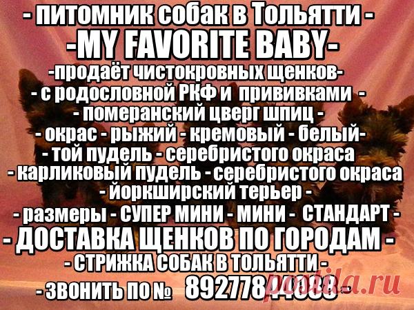 Наш питомник официально зарегистрирован в системе РКФ (Российская Кинологическая Федерация) и FCI (Международная Кинологическая Федерация). Мы профессионально занимаемся племенной работой и разведением собачек ..............декоративных пород . ПРОДАЖА ЩЕНКОВ В ТОЛЬЯТТИ  ЙОРКШИРСКИЙ ТЕРЬЕР . РАЗМЕРЫ ЩЕНКОВ - СУПЕР МИНИ .- МИНИ .- МЕЛКИЙ СТАНДАРТ .- СТАНДАРТ . -..........ТОЙ ПУДЕЛЬ И КАРЛИКОВЫЙ ПУДЕЛЬ . СЕРЕБРИСТОГО ОКРАССА . ......ЦВЕРГ ШПИЦ - РЫЖИЕ - КРЕМОВЫЕ . - БЕЛЫЕ . ......... В пито