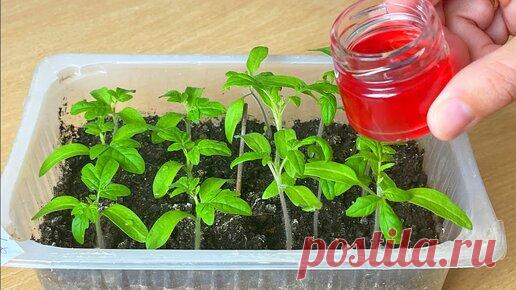 Благодаря этой натуральной подкормке у меня всегда бывает низенькая, коренастая рассада! Жаль, что раньше так не выращивала. | Огород с Вероникой | Дзен